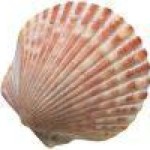 Avatar Of Jdnetleg