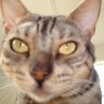 Avatar Of Realbuc1