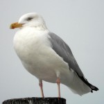 Forum 2 Avatar Of Soapyjim