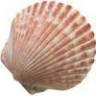 Avatar Of Jdnetleg